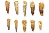 Lot: - Bargain Spinosaurus Teeth - Pieces #108550-1